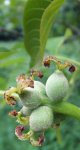 nouaison du noyer (Juglans regia)