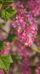 groseillier à fleurs (Ribes sanguineum) : inflorescence