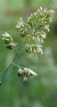 dactyle aggloméré (Dactylis glomerata) avec sacs polliniques jaunes
