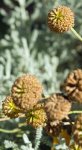 santoline faux-cyprès en cours de fructification (Santolina chamaecyparissus)