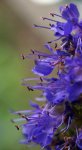 hysope (Hyssopus officinalis)