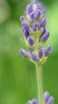 inflorescence de lavande en bouton (Lavendula angustifolia)