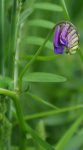 vesce à épis (Vicia cracca) et bourdon