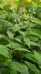 circée de Lutèce (Circaea lutetiana) en floraison