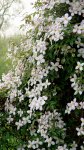 Clématite des montagnes (Clematis montana)
