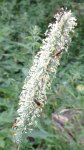 fléole des prés (Phleum pratense)