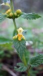 lamier jaune (Lamium galeobdolon)