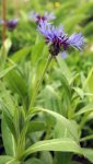 centaurée des montagnes (Centaurea montana)