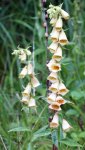 digitale jaune (Digitalis lutea)