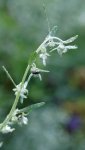 absinthe en fleur (Artemisia absinthium)