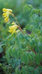 corydale jaune (Pseudofumaria lutea)