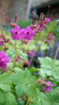 géranium macrorrhizum (Geranium macrorrhizum 'Czakor')
