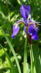 iris de Sibérie (Iris sibirica)