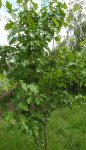 jeune alisier torminal (Sorbus torminalis)