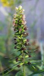 épipactis à larges feuilles (Epipactis hellerobine)