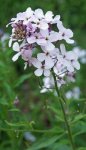 julienne des dames (Hesperis matronalis)