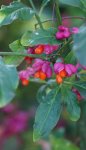 fusain d'Europe (Euonymus europaeus) : fruits