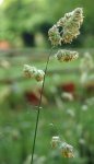 dactyle aggloméré (Dactylis glomerata) avec sacs polliniques jaunes
