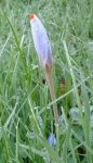 apparition florale du crocus d'automne (Crocus speciosus)