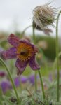 anémone pulsatille (Anemone pulsatilla)