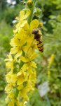 syrphe sur inflorescence d'aigremoine eupatoire (Agrimonia eupatoria, fin juillet)