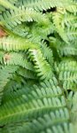 fougère mâle (Dryopteris filix-mas) : détail
