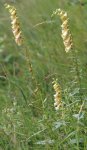 digitale jaune (Digitalis lutea), bord de route