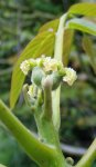 floraison femelle de noyer (Juglans regia)
