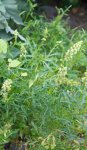 réséda (Reseda lutea)