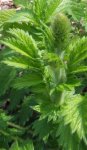 aigremoine eupatoire (Agrimonia eupatoria)