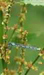 agrion porte-coupe (Enallagma cyathigerum)
