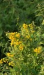 lysimaque commune (Lysimachia vulgaris) au milieu d'orties