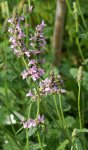 bétoine (Stachys officinalis)