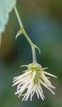 fleur femelle du houblon (Humulus lupulus)