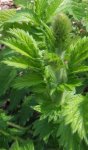 aigremoine eupatoire (Agrimonia eupatoria)