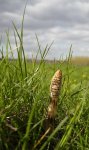 pointement de la prêle des champs (Equisetum arvense)