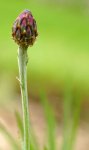 bleuet (Centaurea cyanus) : bouton floral