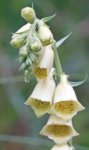 digitale jaune (Digitalis lutea)