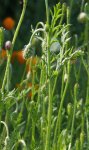 coquelicot argémone (Papaver argemone)