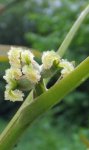 noyer (Juglans regia), floraison femelle