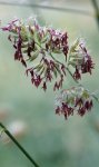 dactyle aggloméré (Dactylis glomerata) avec sacs polliniques rouge Bordeaux