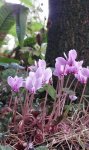 cyclamen de Naples en floraison (Cyclamen hederifolium)