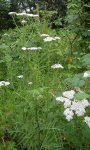 achillée millefeuille (Achillea millefolium)