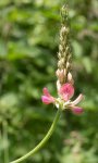 fleurs de sainfoin (Onobrychis viciifolia)