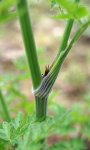 anthrisque sauvage (Anthriscus sylvestris)