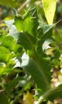 panicaut champêtre (Eryngium campestre) : feuillage