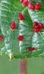 tilleul à grandes feuilles (Tilia platyphyllos)