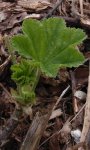 départ printanier de mauve (Malva sylvestris, début mars)