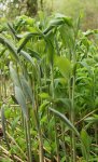 sceau de Salomon multiflore (Polygonatum multiflorum)