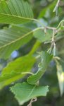 aulne blanc (Alnus incana), bouton floral mâle